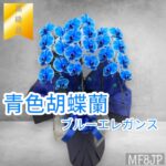 青い胡蝶蘭/ブルーエレガンス/青色胡蝶蘭/開業祝い/就任祝い/移転祝い